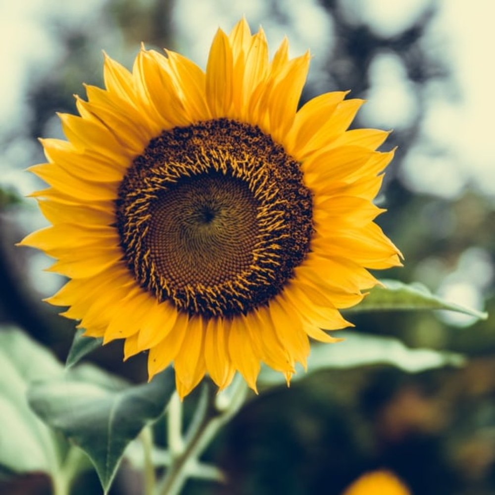 Meet your Posher, Ma